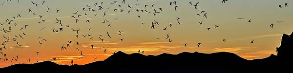 Orient Mine Bats at Sunset